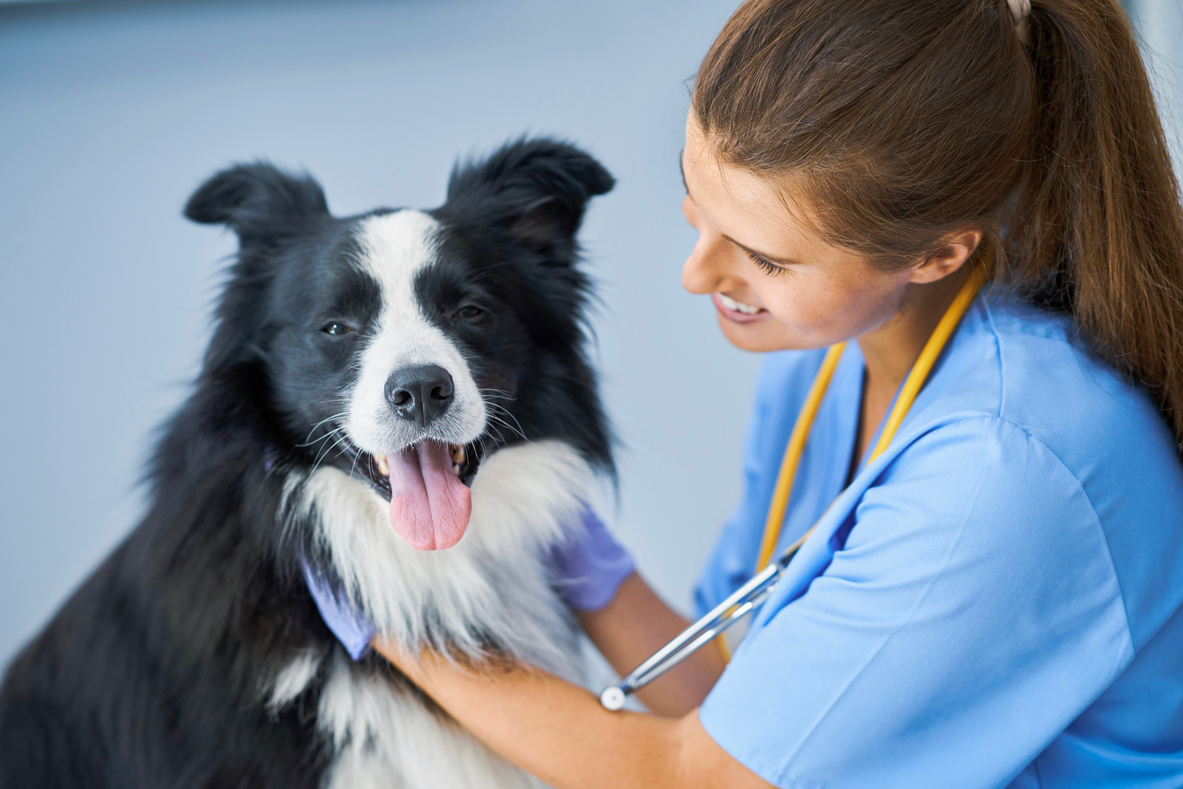 Female Vet Examining a Dog in Clinic