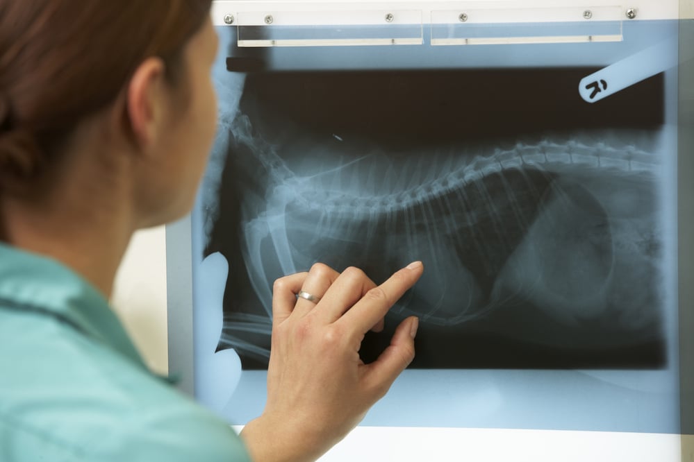 Female Veterinary Surgeon Examining X Ray in Surgery