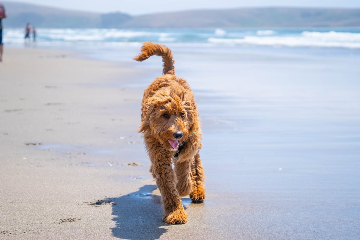 Brown Long Coated Dog